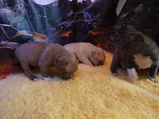 PoulaTo: Active Male And Female American PITBULL Puppies for sale